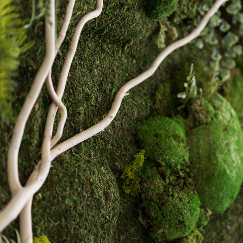A close-up photograph depicts a climbing plant limb on a moss-covered wall.